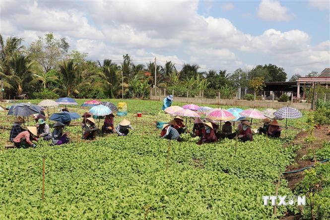 Ở Tiền Giang dân trồng rau, cắt đến đâu bán hết veo, cứ 1ha lời hơn 300 triệu- Ảnh 3.